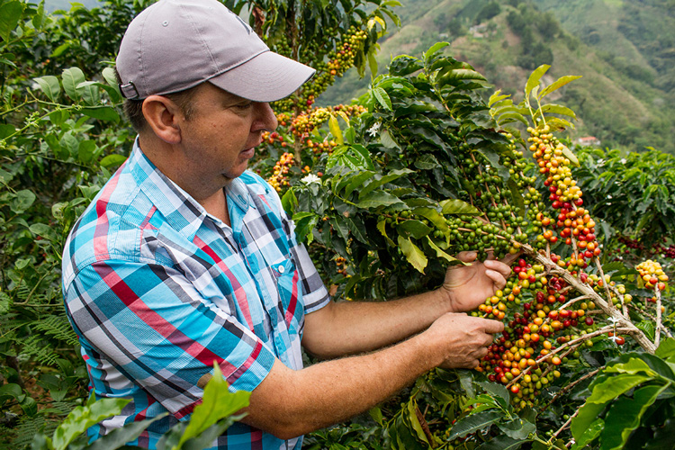 Quindío con buenas cifras en el Plan Cosecha 1