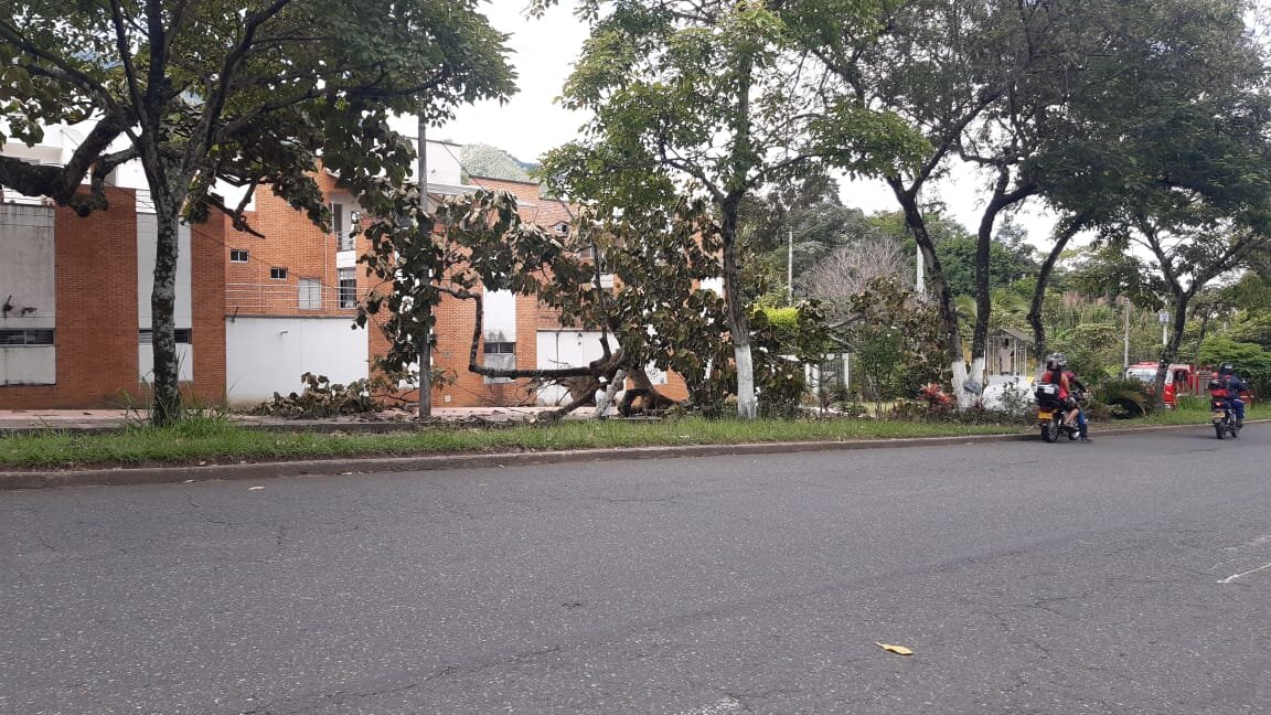 Árboles, peligro inminente en Ibagué 4
