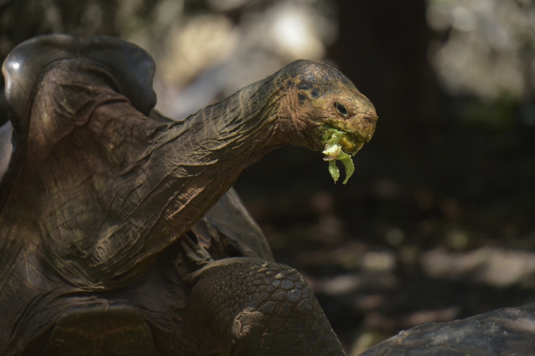 Diego, la tortuga que salvó a su especie, regresa a casa 6