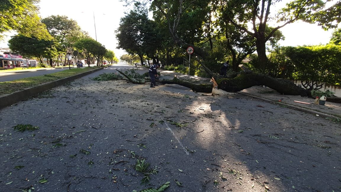 Árboles, peligro inminente en Ibagué 3