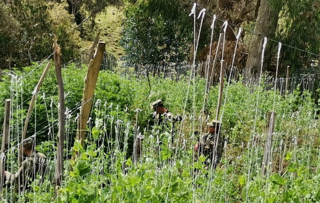 Ejército destruyó cultivo de marihuana en Santa Isabel 7