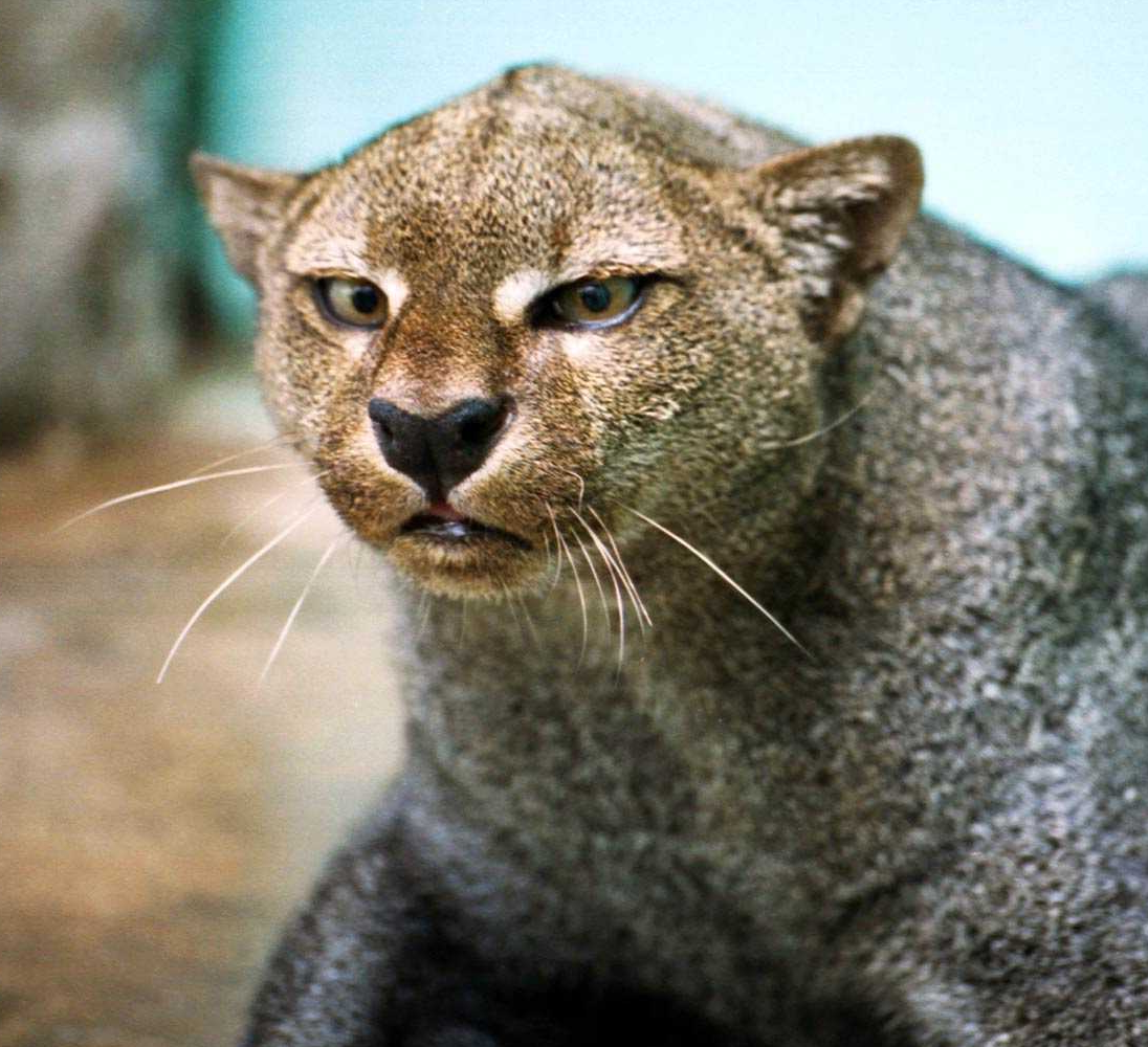 Rescatada cría de Jaguarundí en el Aeropuerto Perales 7
