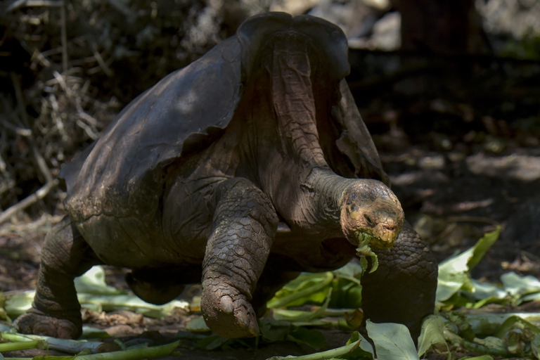 Diego, la tortuga que salvó a su especie, regresa a casa 5