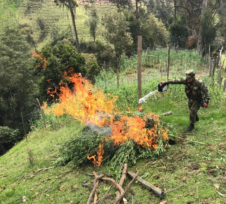 Ejército destruyó cultivo de marihuana en Santa Isabel 5
