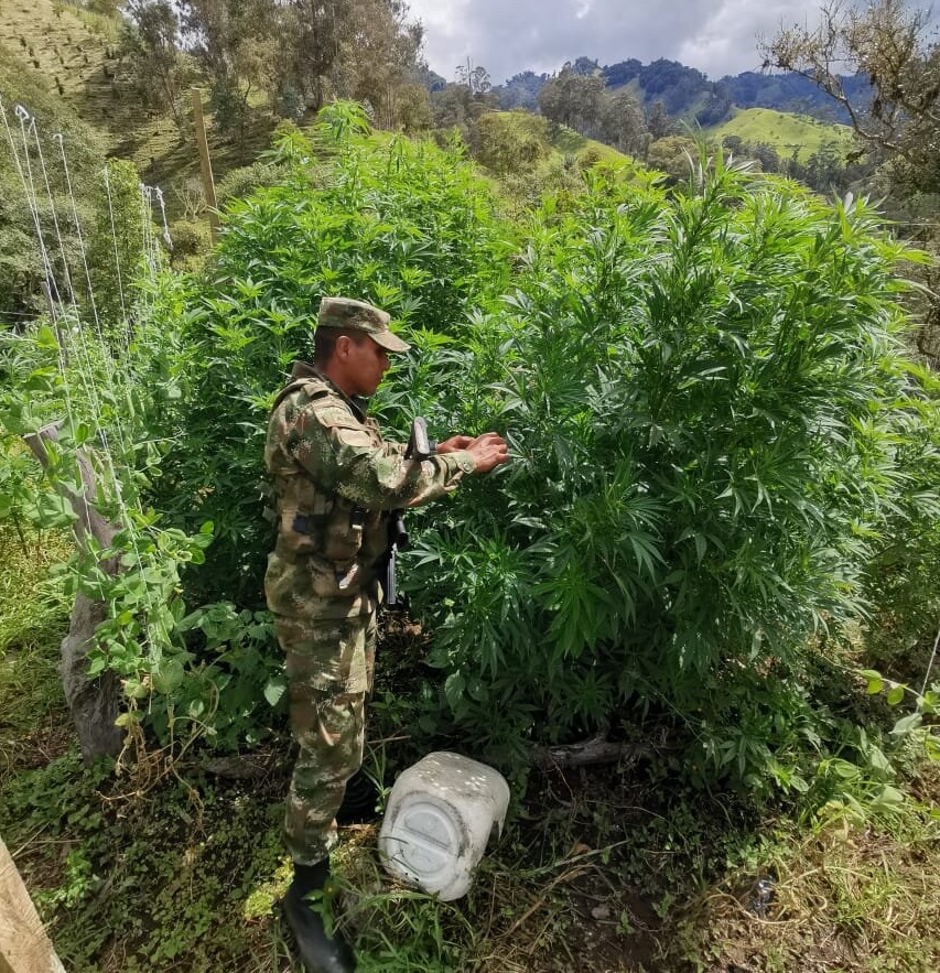 Ejército destruyó cultivo de marihuana en Santa Isabel 6