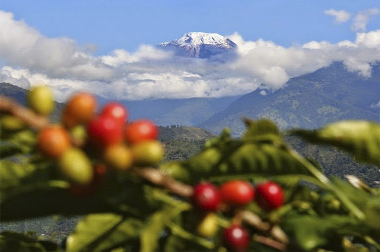 Macabro hallazgo de cadáver en una finca cafetera 6