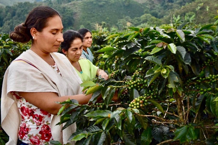 Ola invernal afecta a los cafeteros en el departamento del Tolima 3