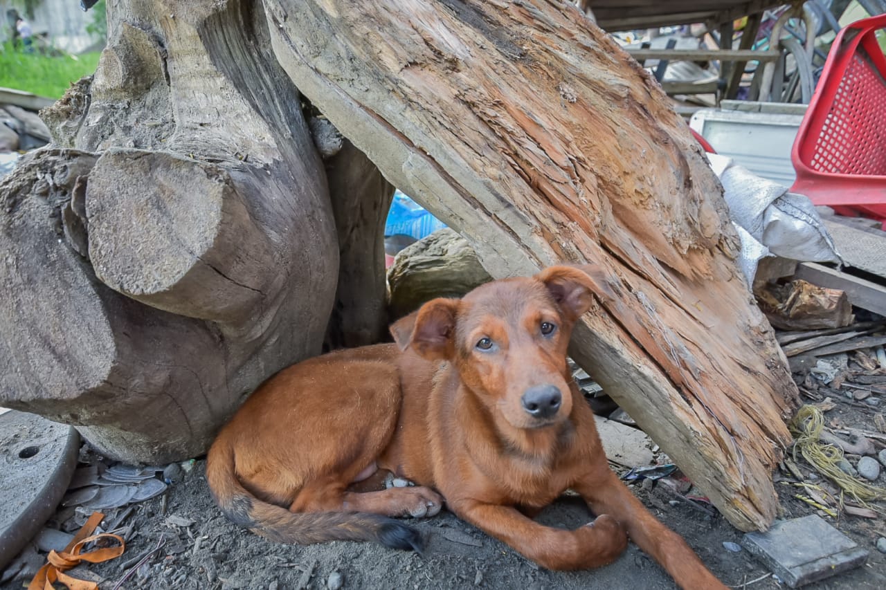 159 mascotas abandonadas durante la cuarentena han sido rescatadas por el CAPA 1
