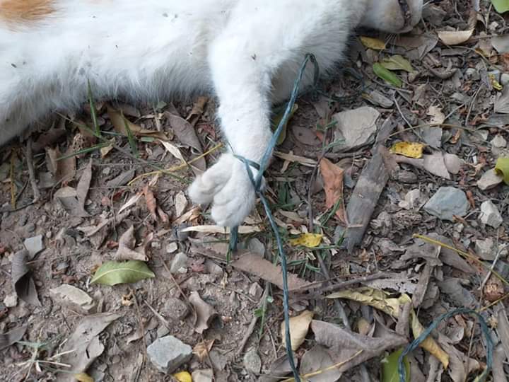 Gato con signos de tortura aparece en Atacó 1