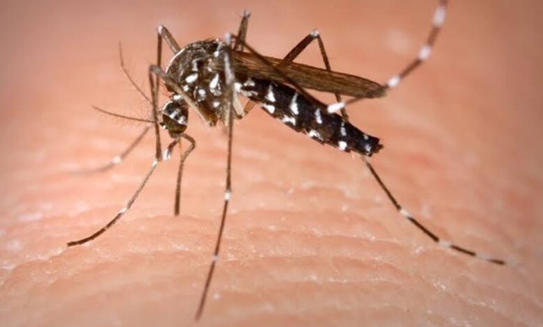 Cuídese también del dengue, el Tolima registra más de 5.000 casos 1
