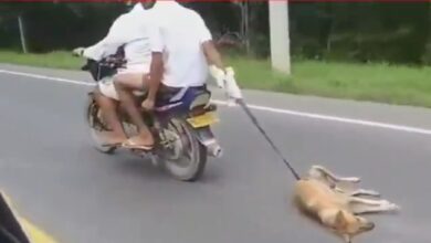 A la cárcel desalmados que arrastraron a un perro en una moto 10