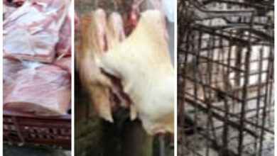 Chorizos eran fabricados con carne de mataderos clandestinos en Risaralda 7