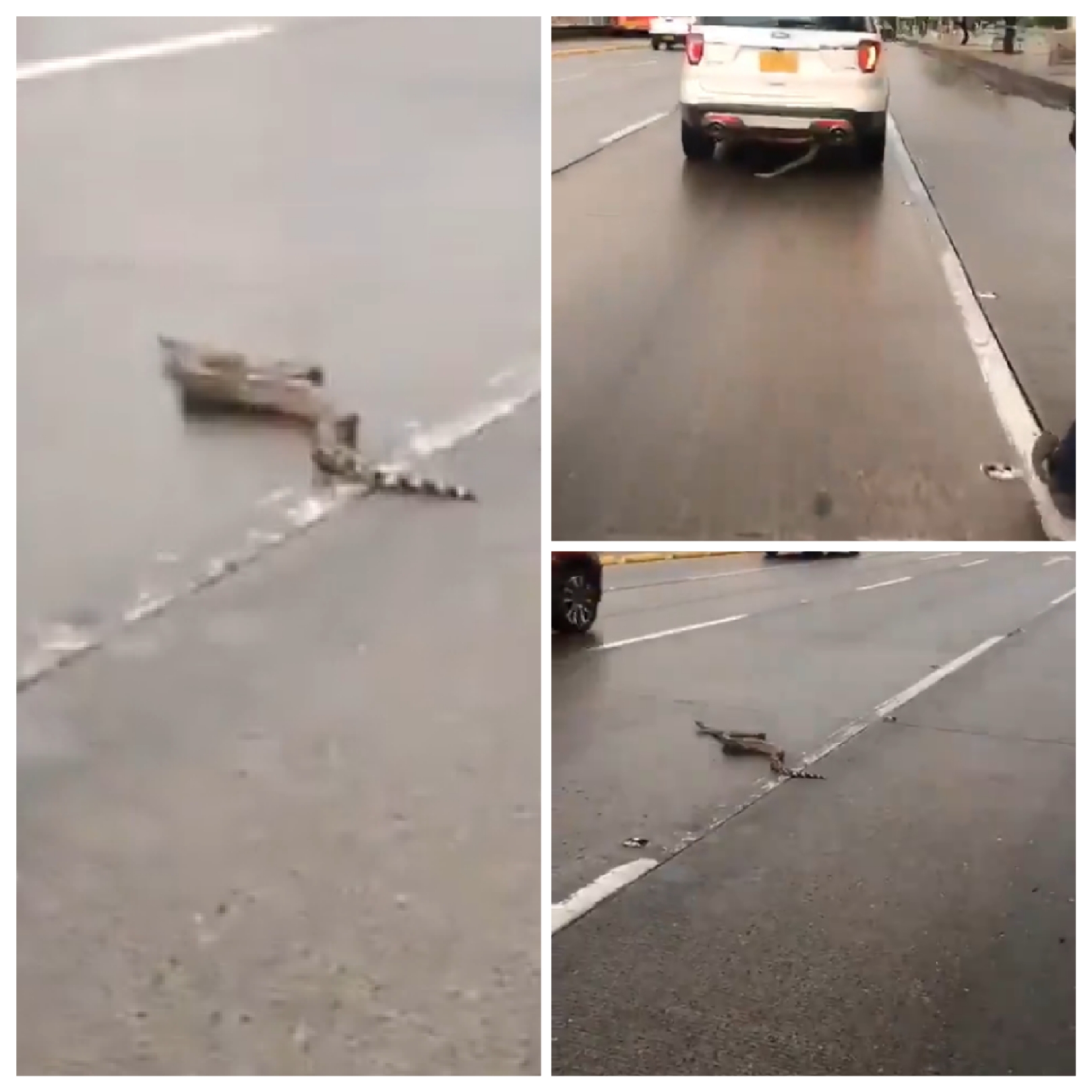 Serpiente causa pánico al aparecer en medio de una vía en Bogotá 1