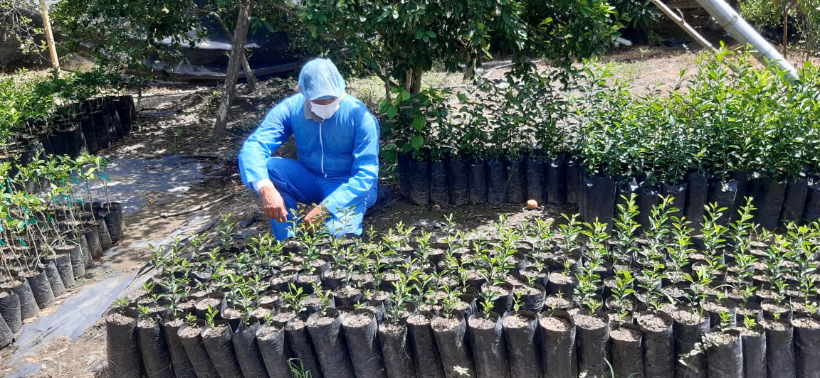 Enfermedad de los cítricos amenaza a Colombia, cultivos del Tolima no reportan daños 3