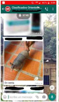Tráfico de animales en redes sociales aumenta en Colombia 10