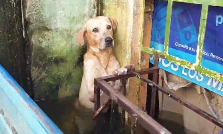 Así rescataron a un perrito de ahogarse en una inundación 1
