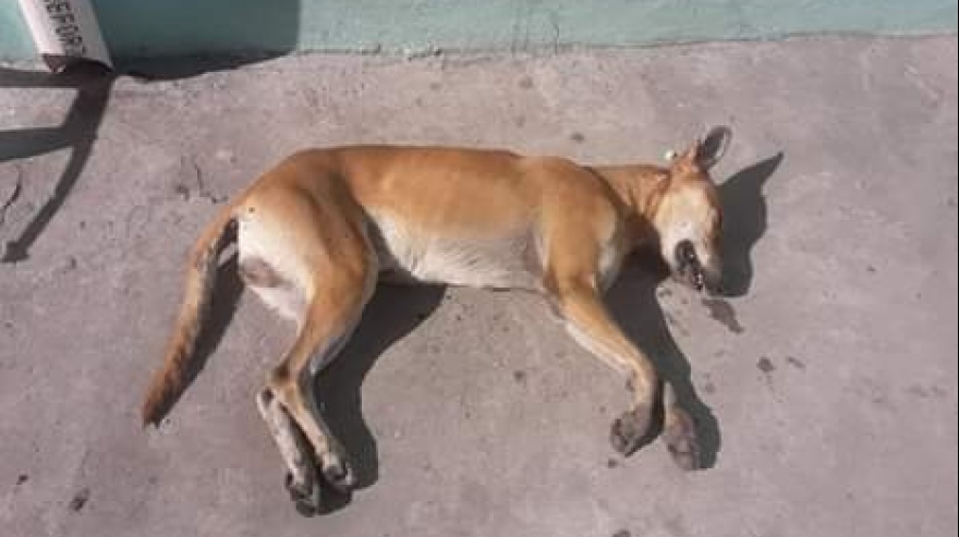 Cerca de 40 perritos fueron asesinados en Soacha 1