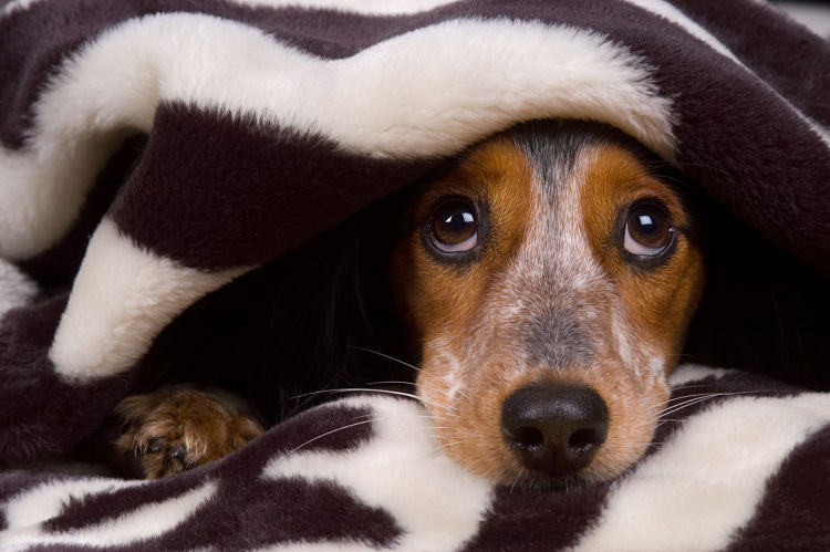 2.121 perros han sido adoptados entre 2020 y 2021. 1