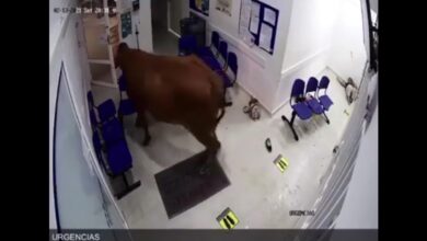 Vaca atacó a pacientes en urgencias de centro asistencial 2