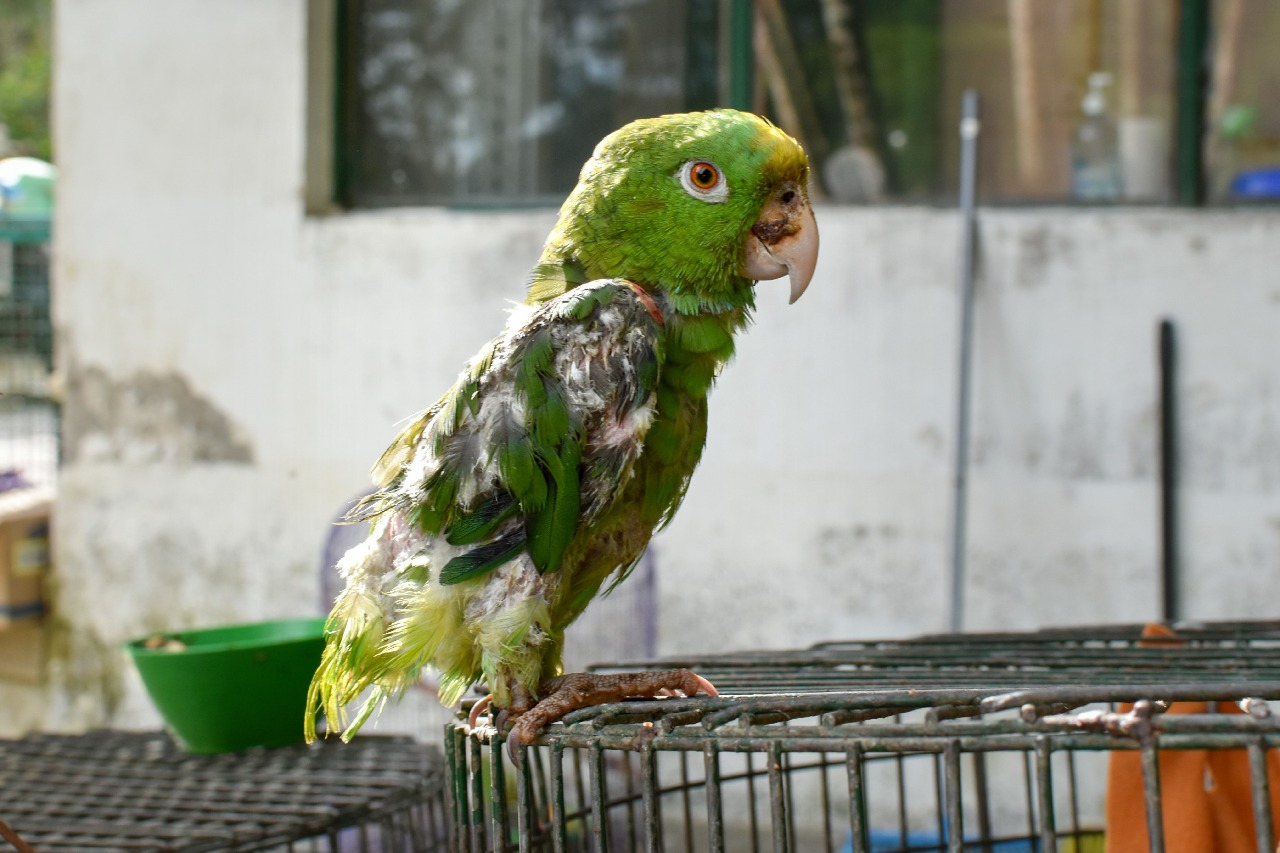 La lamentablemente cultura de los tolimenses de domesticar loros 1
