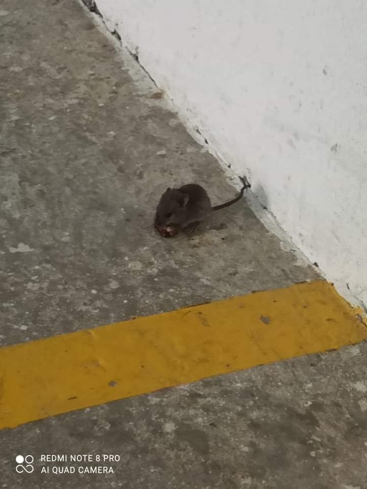 Mientras entregan alimentos del PAE, un ratón se paseaba y comía en la bodega 4