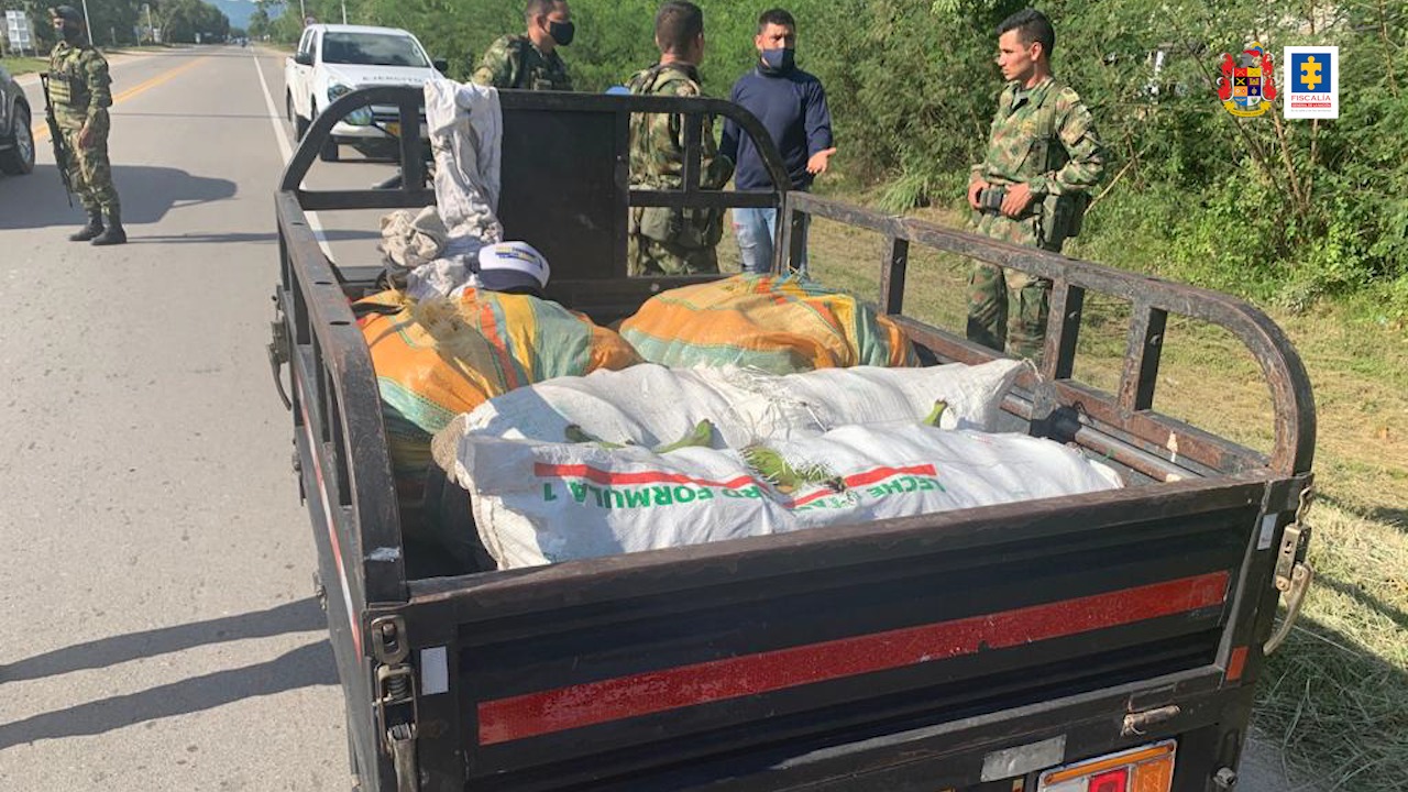Llevaban casi 200 kilos de marihuana entre una carreta con platanos 3