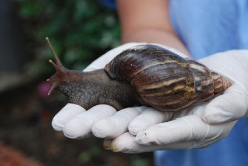El Caracol Africano se volvió una plaga en Ibagué 1