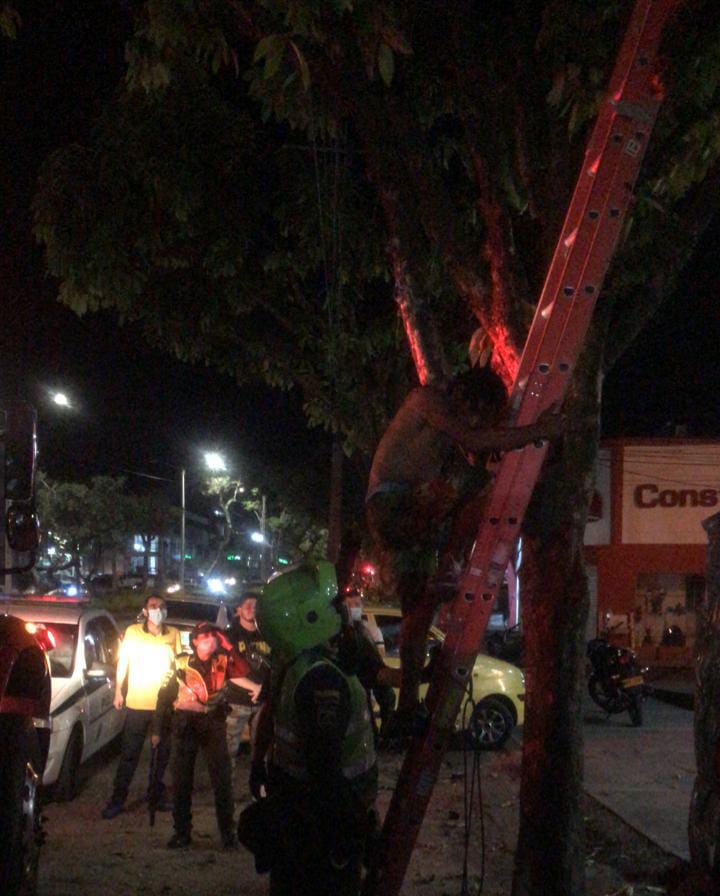 Con escalera Policía tuvo que bajar ladrón que se quería llevar el cableado de semáforo 3