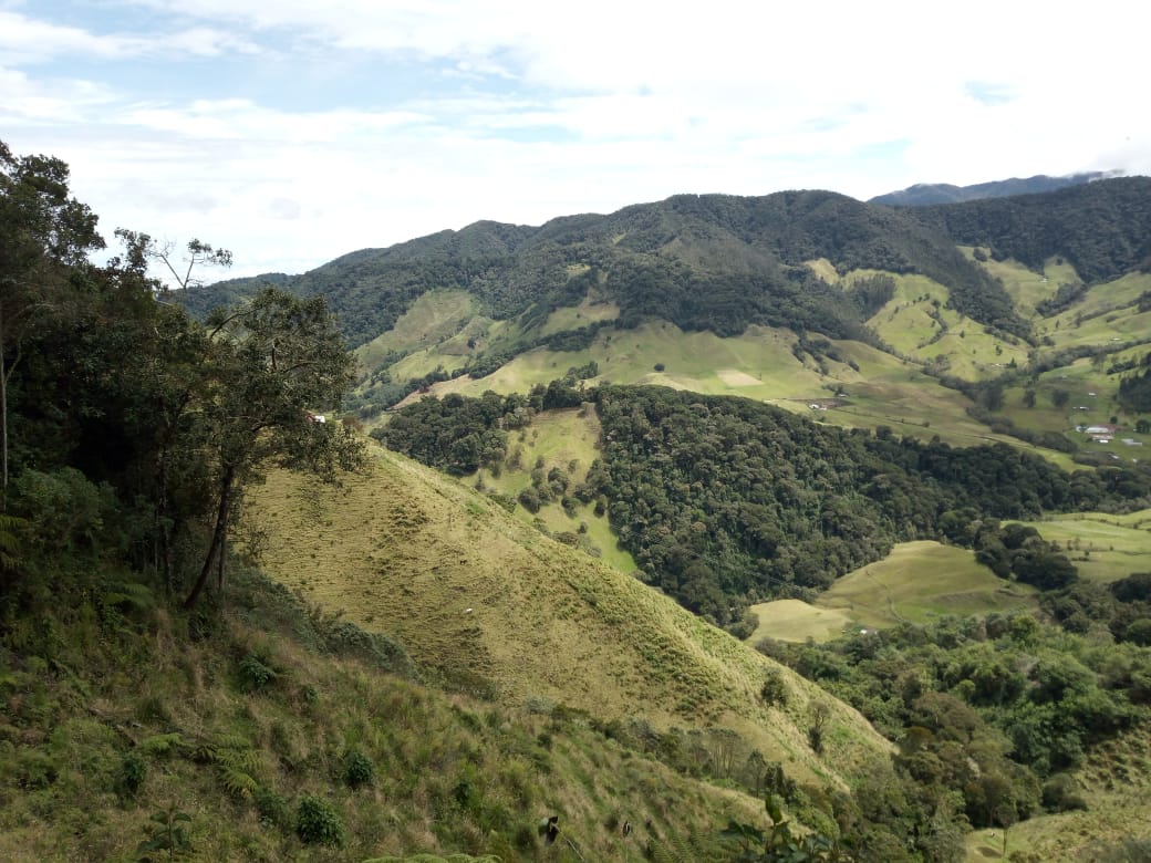 Oso Andino camina por la parte alta del río Totaré en el norte del Tolima 3