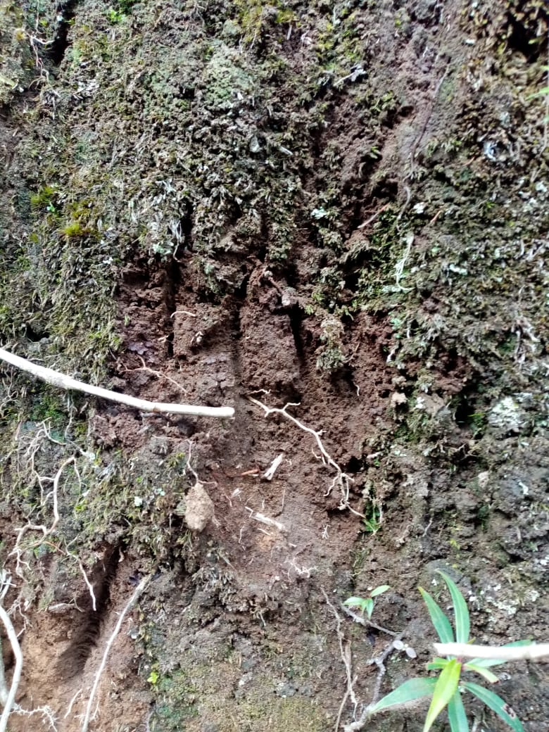 Oso Andino camina por la parte alta del río Totaré en el norte del Tolima 4