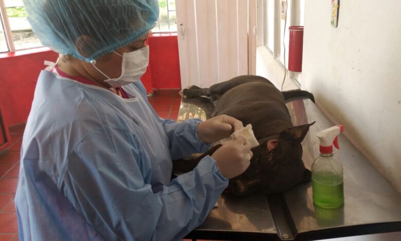 Más de 1.900 mascotas han sido esterilizadas por el CAPA en lo corrido de 2021 1