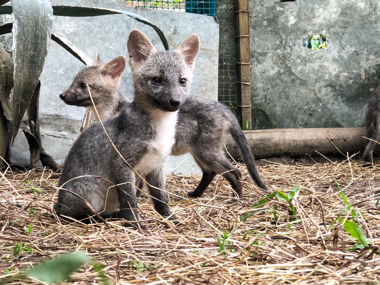 A la vida salvaje volverán zorros cangrejeros víctimas del tráfico ilegal 1