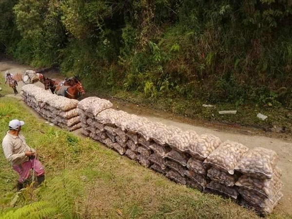 Crisis de los agricultores se agudiza por el alto costo de los insumos en San Luis, Tolima 3