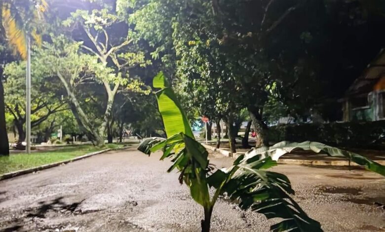 Con matas de plátano en las calles rotas amaneció el municipio de Lérida 1