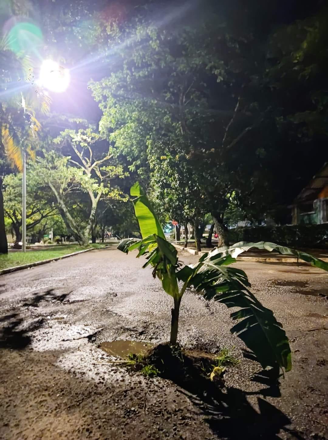 Con matas de plátano en las calles rotas amaneció el municipio de Lérida 1