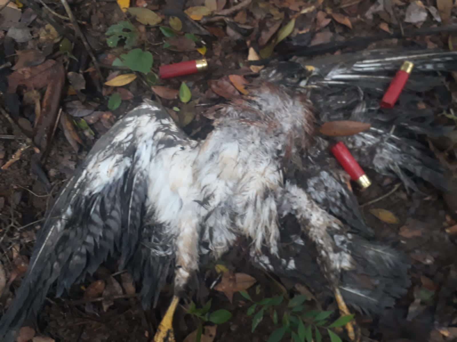 ¡Inaudito! Cazadores mataron más de 300 águilas cuaresmeras en Falan 3