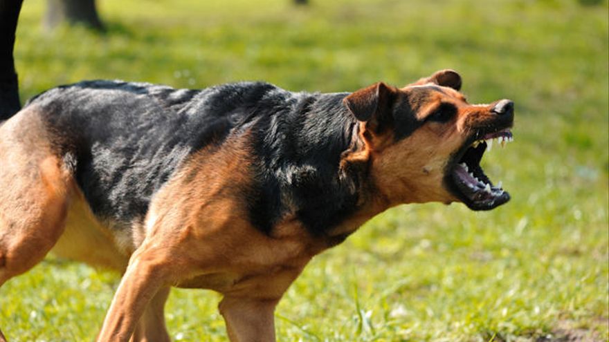 Perros asesinaron a mujer de 74 años en Piedras 1