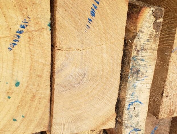 Siguen talando los bosques del Tolima, autoridades incautan madera ilegal 1