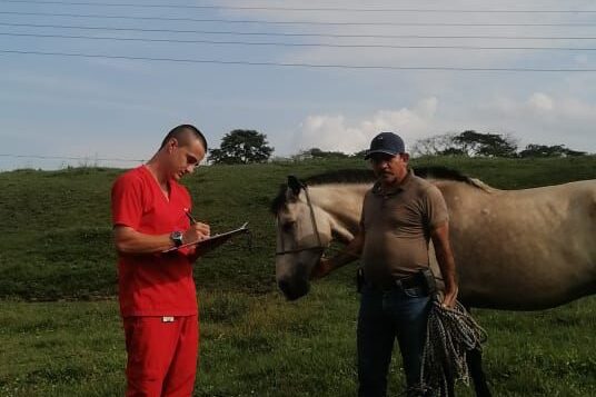 Inicia jornada masiva de vacunación equina: Flandes llama a inscribir caballos antes del 16 de marzo 1