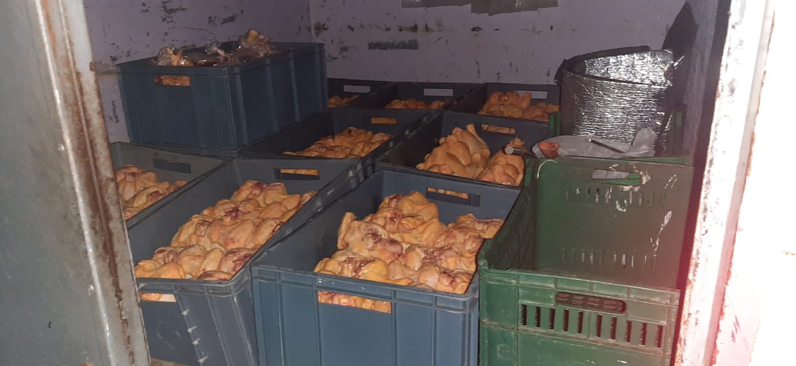 Incautan una tonelada de pollo en mataderos clandestinos 3