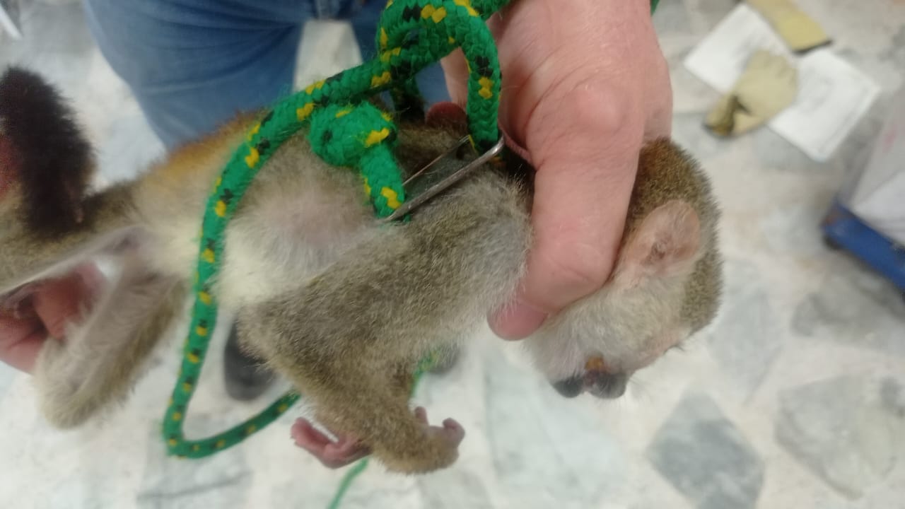 En los huesos fue encontrado un mono-ardilla que era tratado como mascota 3