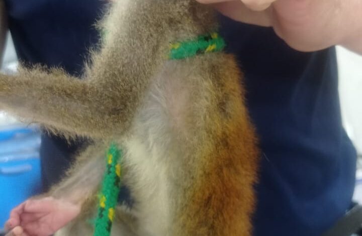 En los huesos fue encontrado un mono-ardilla que era tratado como mascota 1