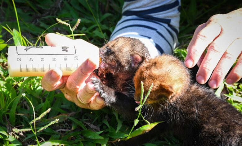 Van cinco crias de Jaguarundí encontradas abandonadas en el Tolima 1