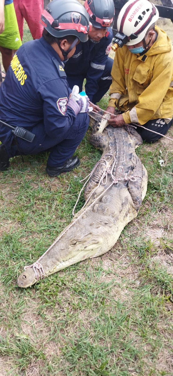 Cocodrilo por poco muere apedreado por habitantes de Honda 1