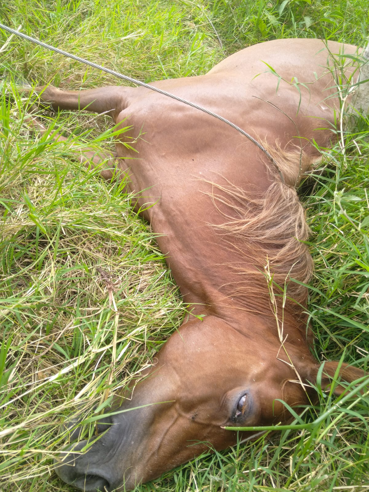 Cables de energía caídos ocasionan la muerte de un caballo en San Antonio 2
