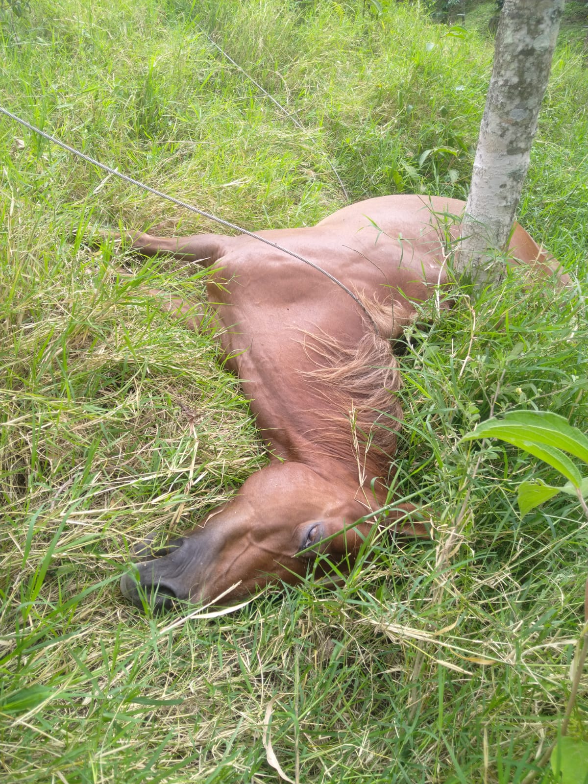 Cables de energía caídos ocasionan la muerte de un caballo en San Antonio 3