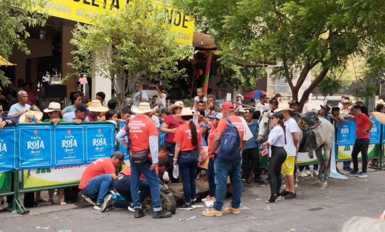 Lamentable suceso: Caballo colapsa durante cabalgata en el Tolima debido al calor y al maltrato animal 1