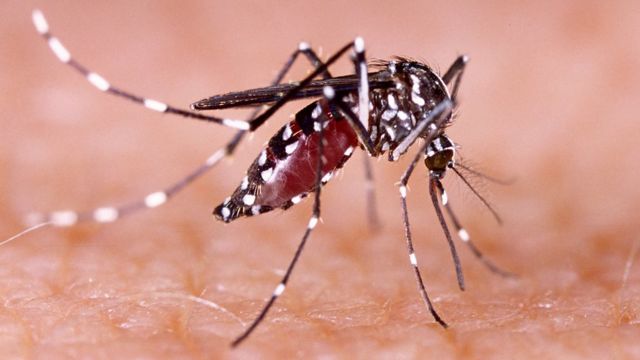 Aumento alarmante de casos de dengue en el Tolima 1