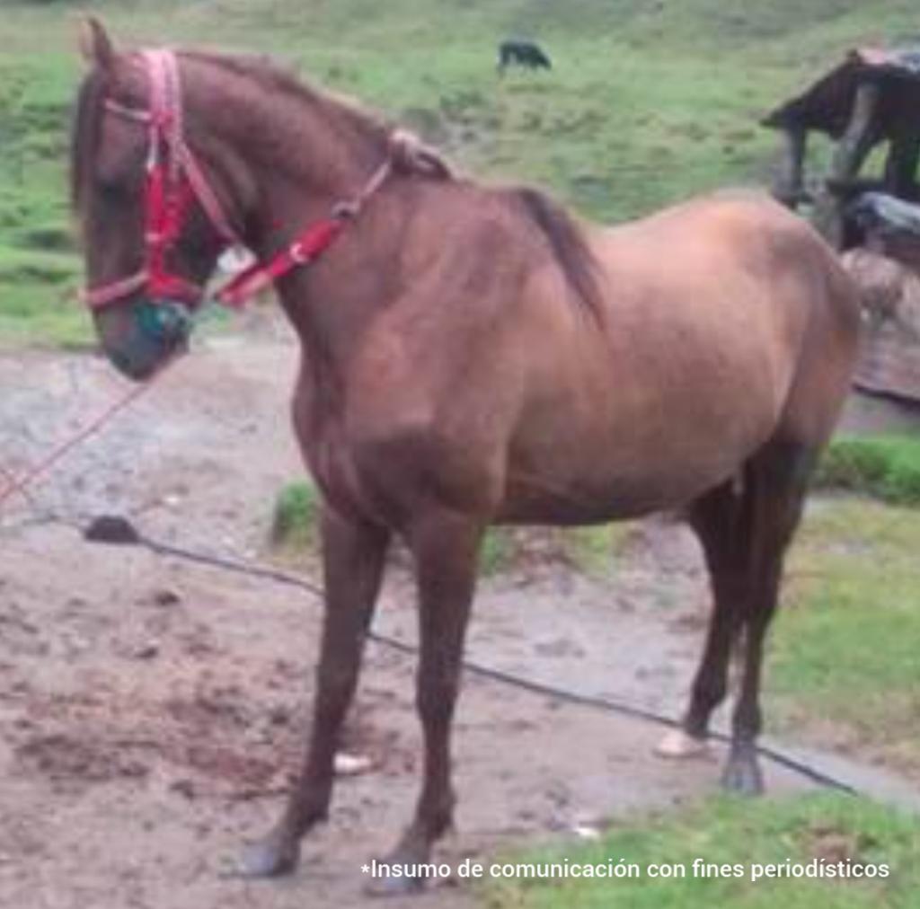 Dueño de pesebrera es judicializado por sacrificar y causar sufrimiento a un caballo 5