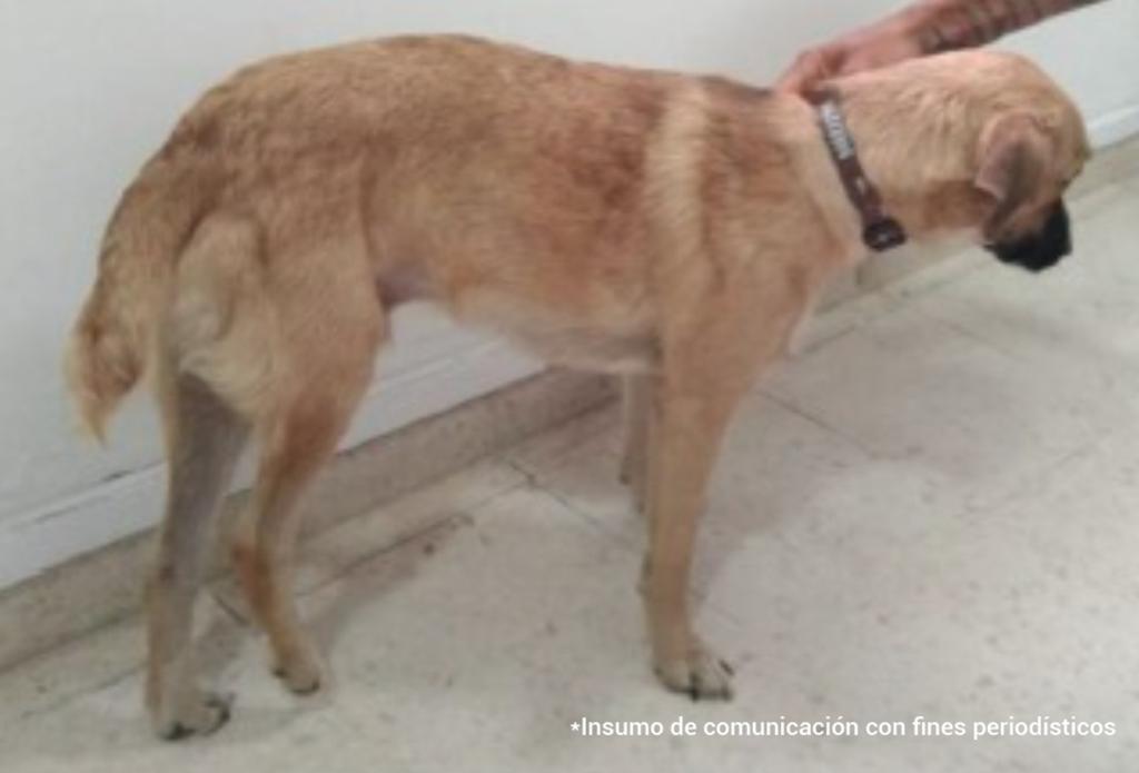 Dueño de pesebrera es judicializado por sacrificar y causar sufrimiento a un caballo 7